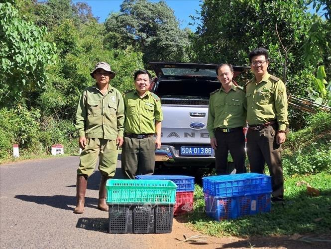 Ngày 20/12, ông Vương Đức Hòa, Giám đốc Ban quản lý Vườn quốc gia Bù Gia Mập (huyện Bù Gia Mập, tỉnh Bình Phước) cho biết, Trạm Cứu hộ động vật hoang dã Củ Chi (Thành phố Hồ Chí Minh) phối hợp với Trung tâm Cứu hộ, bảo tồn và Phát triển sinh vật-Vườn Quốc gia Bù Gia Mập thực hiện thả 14 loài động vật hoang dã quý hiếm về rừng tự nhiên thuộc lâm phần Vườn quốc gia Bù Gia Mập. (Ảnh: TTXVN).
