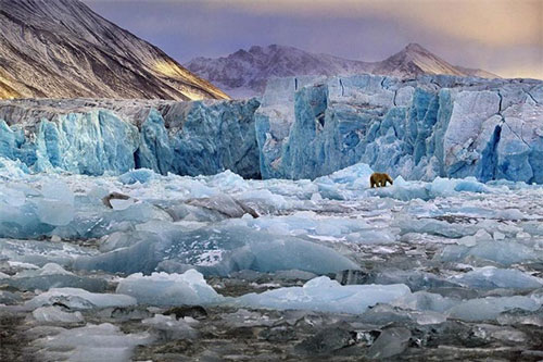 Tại Longyearbyen, người dân luôn phải mang súng mỗi khi ra ngoài phòng trường hợp phải chạm trán với gấu Bắc Cực. Nhiệt độ tăng khiến băng tan làm loài gấu này khó kiếm hải cẩu - nguồn thức ăn chính của chúng. Thay vào đó, chúng buộc phải ăn cả tuần lộc, loài vốn không phải con mồi thông thường của chúng.