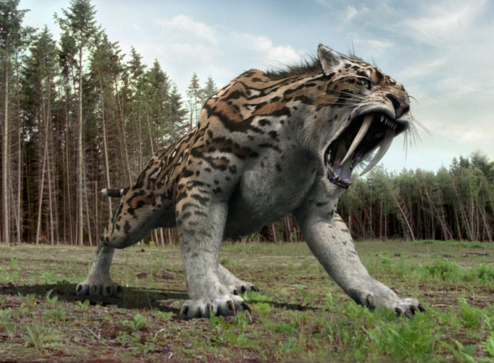 Để tồn tại trong khí hậu băng giá của Thế Pleistocen, loài smilodon có lớp lông dày như gấu, với tông màu be hơi vàng tương tự như sư tử. Bộ lông này phù hợp với cơ thể vạm vỡ, ngực rộng, và đuôi ngắn của hổ răng kiếm, nhưng càng thêm phần làm chúng trông khác biệt với loài hổ hiện đại.