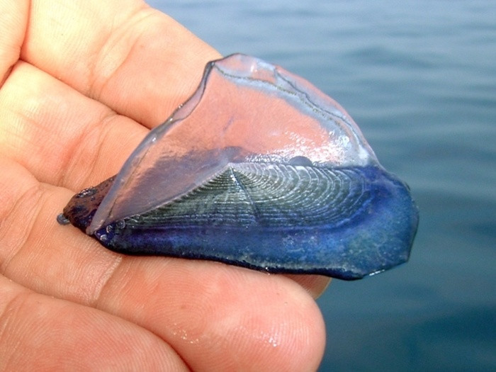 Velella velella không phải là sứa nhưng cũng có liên quan với họ sứa. Tuy nhiên chúng không hề gây hại cho con người.