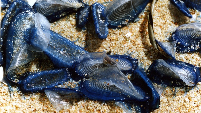 Loại sinh vật lạ này được biết đến với cái tên velella velella, có kích thước nhỏ khoảng 10cm và thân trong giống sứa.