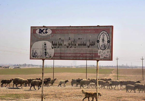 Đàn gia súc được sơ tán khi quân chính phủ Iraq tiến về thị trấn Badush, sau khi giải phóng thêm nhiều ngôi làng quanh xung quanh thị trấn từ tay nhóm khủng bố IS. Ảnh FNA