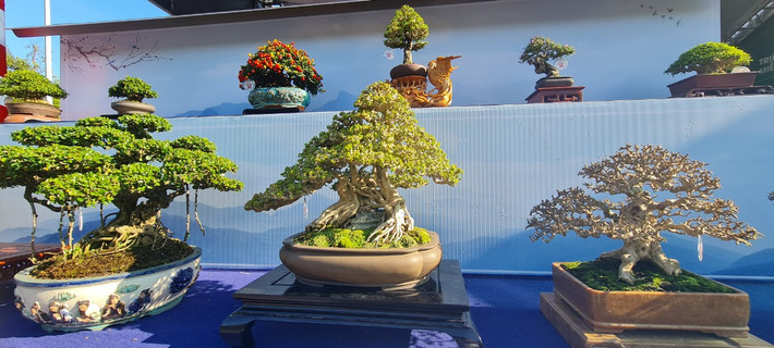 Triển lãm và Hội thi Sinh vật cảnh khu vực Miền Trung - Tây Nguyên mở rộng năm 2023 tại Quy Nhơn, Bình Định quy tụ nhiều tác phẩm bonsai độc đáo.