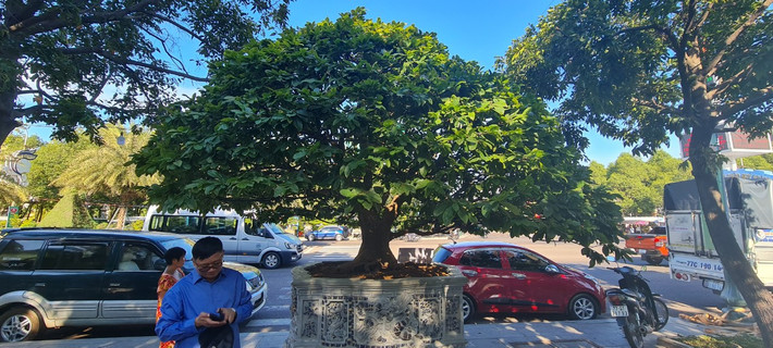 Tác phẩm "Hoàng mai đại thụ" - một gốc mai cổ, tán rộng thu hút sự quan tâm của nhiều người.