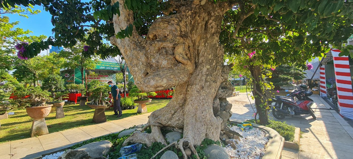 Gốc bằng lăng "khủng" nổi vân, u nần trông rất đẹp và lạ.