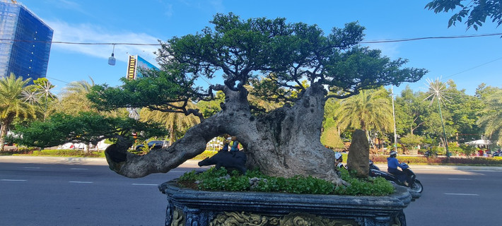 Trong số này có những cây cảnh, bonsai với dáng thế có 1-0-2 , tuổi đời lên đến cả trăm năm, từ khắp nơi quy tụ về.