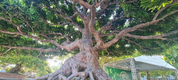 Không ít đại gia sẵn sàng chi tiền tỷ để sở hữu những cây tùng bonsai độc đáo.