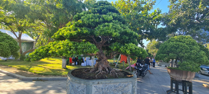 Tùng la hán hay còn gọi là tùng vạn niên được trồng nhiều ở các nước như Nhật Bản, Trung Quốc. Ở Việt Nam cũng có một số khu vực trồng loại này như ở Nam Định, Thanh Hoá, …