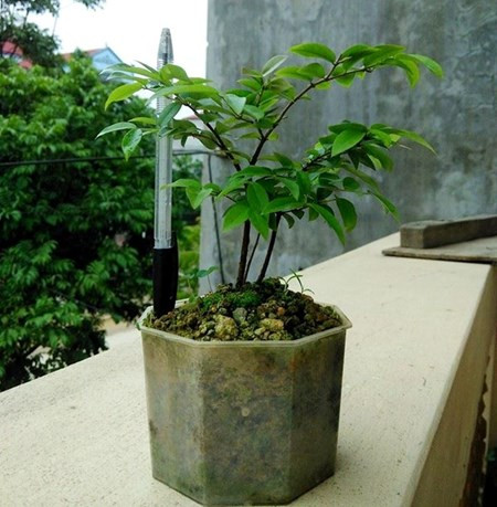Giá bán cây giống nho thân gỗ thuần chủng dưới 1 năm tuổi dao động phổ biến ở mức 200.000-300.000 đồng/cây. Sau 8-9 năm, cây mới đậu quả đời đầu. Giá cây trưởng thành cho đợt quả đầu tiên thường lên tới hơn 10 triệu đồng, chưa kể chi phí vận chuyển. Quả trên cây nho này mọng nước, rất thơm và ngọt, ăn tương tự như nho nhưng mùi lại giống hệt ổi.