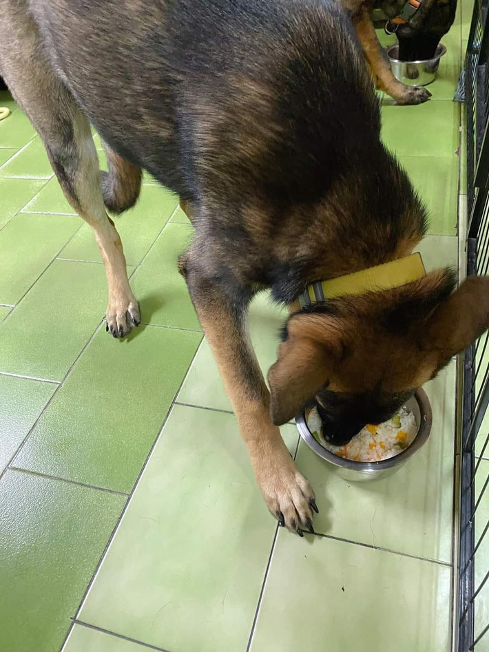 Thậm chí, trong bức ảnh khác, 2 chú chó này còn được ăn cơm rang trứng chiên khá ngon mắt, được chuẩn bị đầy đủ và chỉn chu.