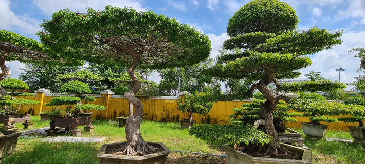 Nhiều người lựa chọn loại cây này để trồng bởi cây sinh trưởng tốt, tán lá rộng, xanh mát quanh năm.