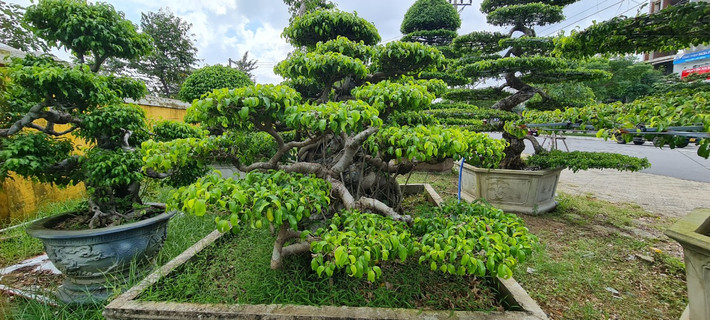 ##ss###style="text-decoration: underline;">Cây sanh cũng biểu trưng cho sự đâm chồi nảy lộc, thu hút tài lộc may mắn.