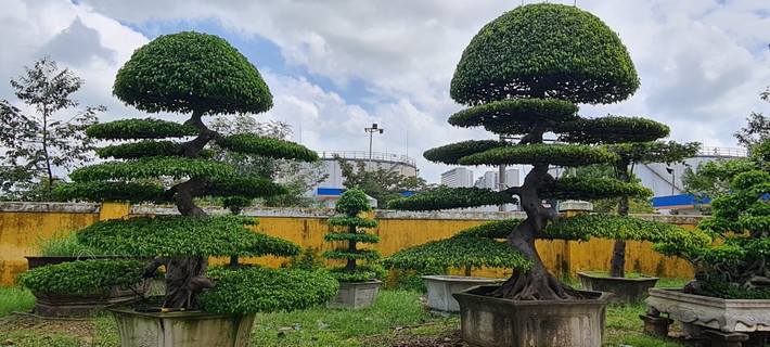 Ở Việt Nam, cây sanh nằm trong bộ Tứ Linh của cây cảnh nên rất được ưa chuộng.