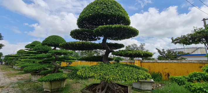 Với những người sành chơi cây cảnh, những cây sanh cổ, dáng đẹp luôn được săn lùng, tìm kiếm.
