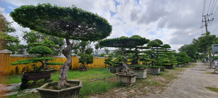 Tuy nhiên, để tạo được tán lá đẹp cho cây cần phải dành rất nhiều thời gian để chăm chút.