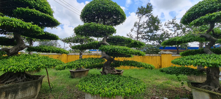 Cây sanh sinh trưởng rất tốt trong các điều kiện khắc nghiệt, mang sức sống trường tồn kiên cường nên thường đại diện cho sức sống mãnh liệt của con người, biểu trưng cho sự kiên định vững vàng và trường thọ.