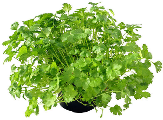 Các món ăn Việt Nam sử dụng rất nhiều rau gia vị như bạc hà, húng, mùi, quế, giúp kích thích tiêu hóa và chống viêm, sưng.