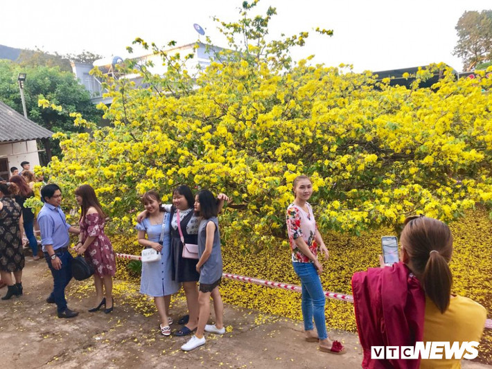 Với vẻ ngoài rực rỡ, nhiều năm gần đây, "cụ mai" đã trở thành điểm đến tham quan của rất nhiều người dân địa phương và du khách vào mỗi dịp Tết đến xuân về.