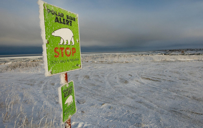 Biển cảnh báo gấu Bắc Cực được đặt ở thị trấn Churchill, Manitoba. Những con gấu Bắc Cực đã làm cho Churchill trở nên nổi tiếng, giúp nơi này được mệnh danh là “viên ngọc của Manitoba” và là một trong những điểm đến hàng đầu ở Canada. Theo ước tính, khoảng 10.000 người đổ về Churchill hàng năm trong suốt 5 đến 6 tuần của "mùa gấu". Ảnh: AFP/Getty.