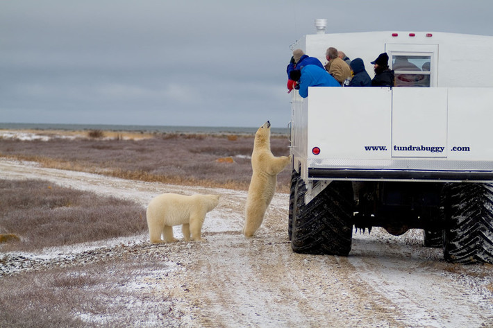 Một con gấu Bắc Cực nhìn lên chiếc xe chở khách du lịch ở Churchill, Manitoba. Cư dân Churchill, Canada chia sẻ đường phố của họ với loài thú ăn thịt trên đất liền lớn nhất thế giới. Người dân ở đây thường xuyên bắt gặp các con gấu Bắc Cực luẩn quẩn bên ngoài nhà của họ hoặc lang thang trên đường phố vào ban đêm. Ảnh: Alamy.