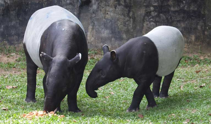 Trên thế giới hiện có năm loài heo vòi: heo vòi châu Á (heo vòi Mã Lai), heo vòi Nam Mỹ, heo vòi Trung Mỹ, heo vòi núi, và heo vòi Kabomani. Loài heo vòi được phát hiện ở Trung Quốc là heo vòi châu Á.
