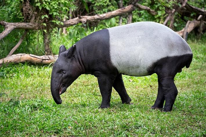 Phát hiện này gây ngạc nhiên lớn vì trước đây Trung Quốc không ghi nhận sự hiện diện của loài này, buộc họ phải xác định lại rằng heo vòi thực sự tồn tại và không liên quan đến gấu trúc hay gấu.