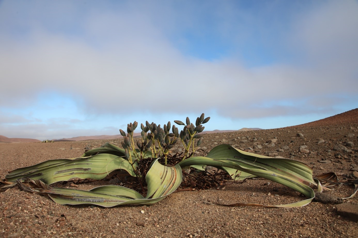 Welwitschia mirabilis được xem là loài thực vật quý hiếm và đặc biệt, cần bảo tồn do giá trị sinh học và lịch sử của nó.