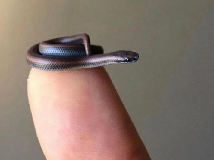 4. Rắn Leptotyphlops carlae: Loài rắn nhỏ nhất thế giới, dài khoảng 10cm, ăn kiến, ấu trùng và mối.