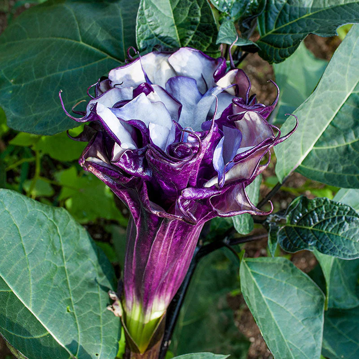 4. Cà độc dược, cà kiểng, hoa Lưu ly (Datura metel): Gây nổi mẩn đỏ, ngứa, chóng mặt, nhức đầu, ảo giác, mù mắt, tử vong.