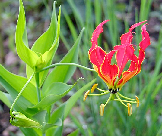 3. Ngót nghẻo (Gloriosa superba): Củ và hạt chứa Colchicine, gây tê lưỡi, mất cảm giác, hôn mê, tử vong.
