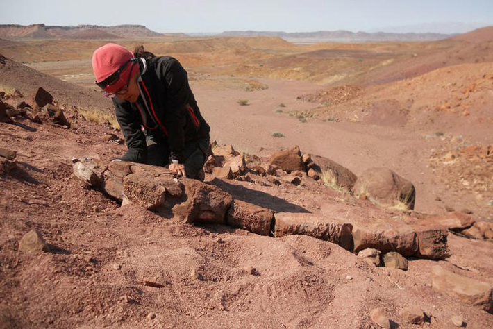 Hóa thạch được tìm thấy trong Gai-As Formation ở tây bắc Namibia, thuộc phần phía nam của siêu lục địa Gondwana.