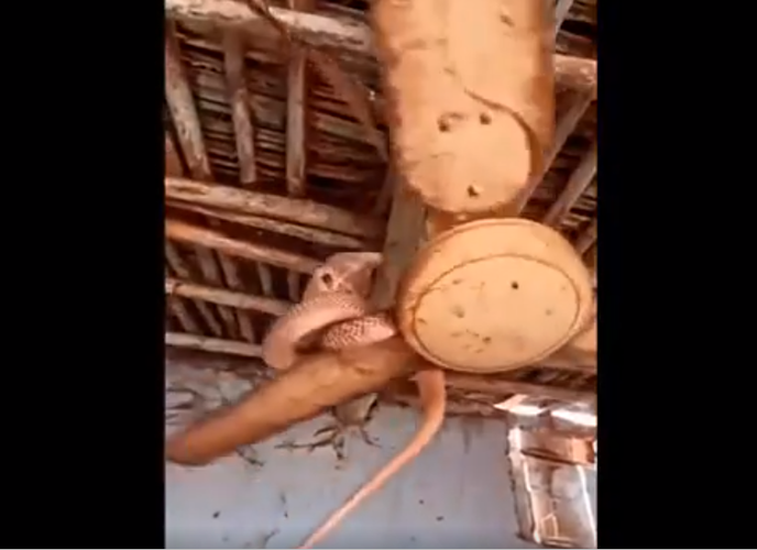 Cách đây không lâu, một đoạn clip đáng sợ xuất hiện trên Instagram, cho thấy một con rắn hổ mang chúa đang cuộn mình trên một chiếc quạt trần. Chuyển động không ngừng của chiếc quạt tạo ra mối nguy hiểm, vì con quái thú có thể rơi xuống bất cứ lúc nào.
