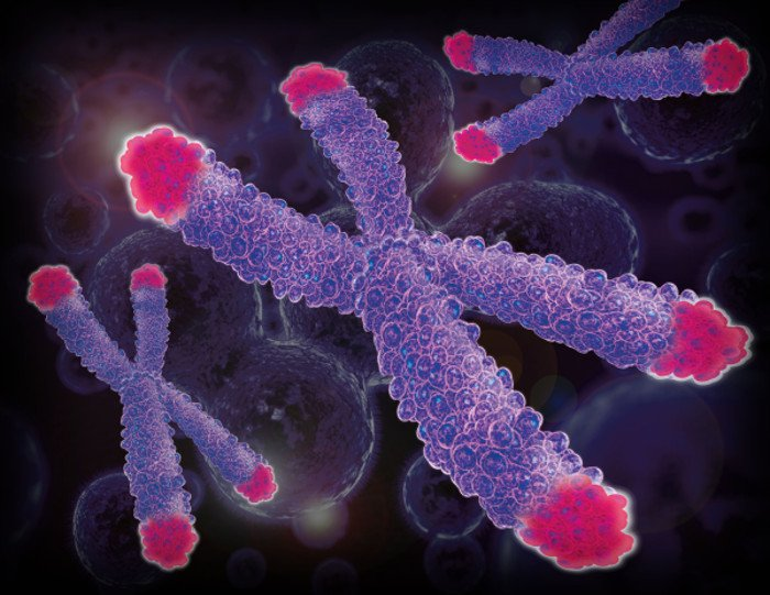3. Telomere và quá trình lão hóa: Telomere là trình tự lặp lại ADN tại đầu mút nhiễm sắc thể, giúp bảo vệ chúng trong quá trình phân bào. Telomere ngắn dần sau mỗi lần phân chia tế bào, khi đạt đến mức cực đại, tế bào ngừng phân chia và chết.