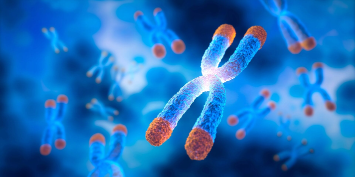 Chiều dài telomere có thể dự đoán tuổi thọ con người, telomere dài hơn giúp sống lâu hơn.