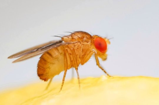 Bằng cách giảm thời gian giao phối, ruồi giấm có thể tăng số lượng con cái trong thời gian ngắn, giúp chúng nhanh chóng thích nghi với môi trường thay đổi và tránh được các nguy cơ từ kẻ thù.
