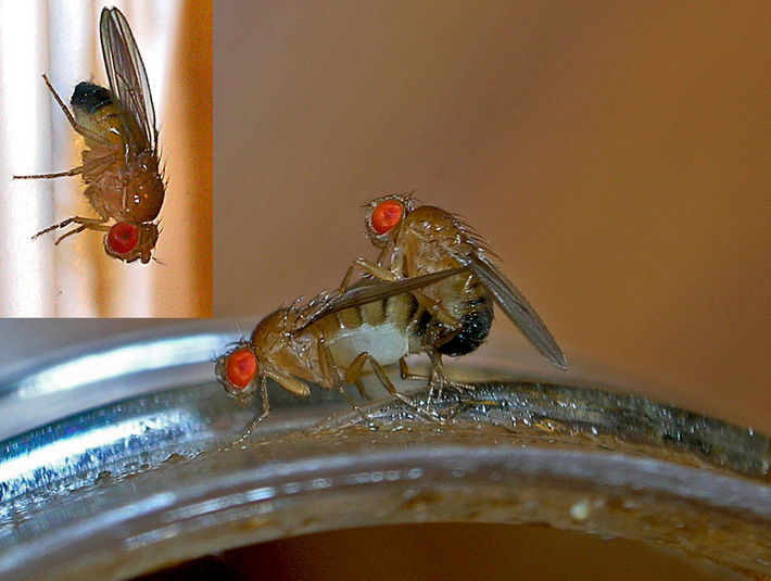 Ruồi giấm (Drosophila melanogaster) nổi tiếng trong giới khoa học không chỉ vì khả năng sinh sản nhanh chóng mà còn vì thời gian giao phối cực ngắn. Khi ruồi giấm cái trưởng thành, ruồi giấm đực sẽ kích thích quá trình giao phối bằng cách giải phóng các tín hiệu hóa học.
