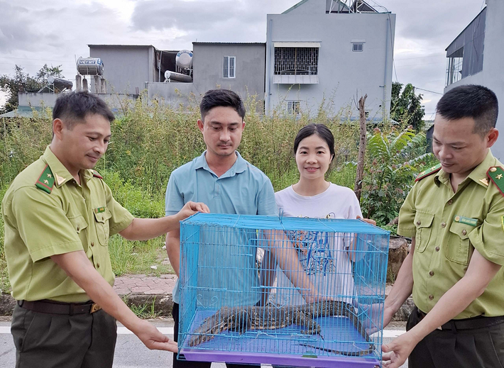 Sau khi tiếp nhận, Hạt Kiểm lâm đã chuyển giao cho Trung tâm để chăm sóc và thả về tự nhiên theo quy định. (Ảnh: Báo Lai Châu)