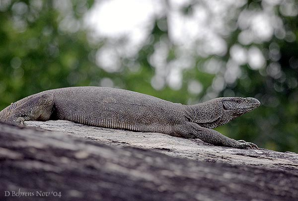 Kỳ đà hoa có tên khoa học là Varanus bengalensis. (Ảnh: animaldiversity)
