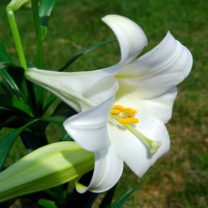 1. Hoa loa kèn: Phổ biến tại Việt Nam, chứa chất scopolamine gây giảm trí nhớ, thần kinh không ổn định và nguy hiểm đến tính mạng. (Ảnh: Wikipedia)