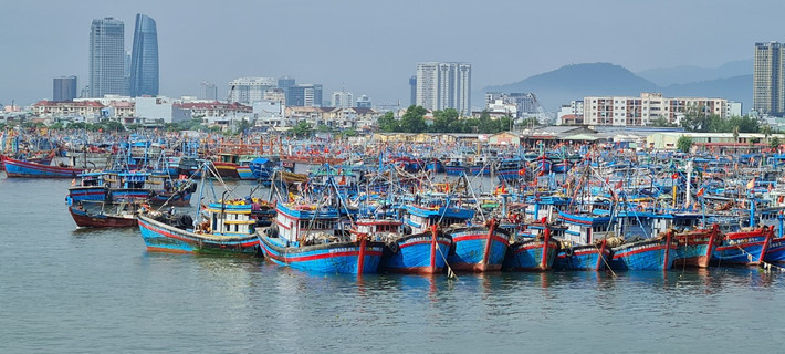 Mỗi ngày có gần 100 tàu thuyền cập cảng, cung cấp ra thị trường hàng trăm tấn hải sản, chủ yếu là cá thu, cá ngừ, cá chim, cá hố, mực…