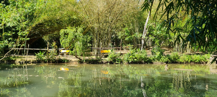 Nép mình dưới chân núi Sơn Trà, khu bảo tồn tre, trúc Việt Nam mang nét trầm mặc như một thiền viện, được mệnh danh là "bồng lai tiên cảnh" chốn nhân gian.