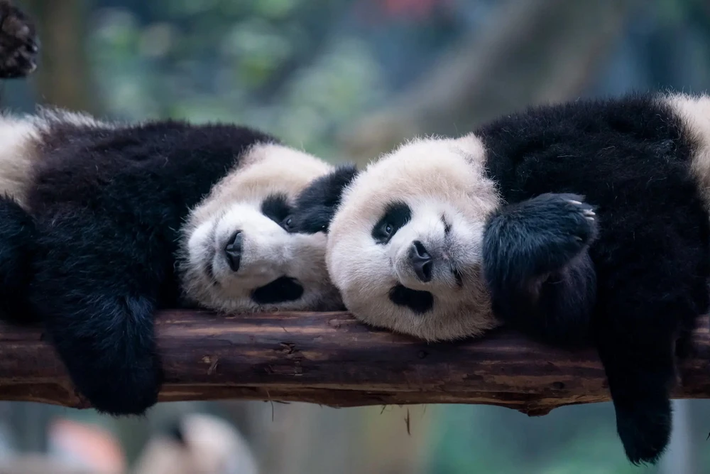 Hai chú gấu trúc chăm chú nhìn vào máy ảnh.