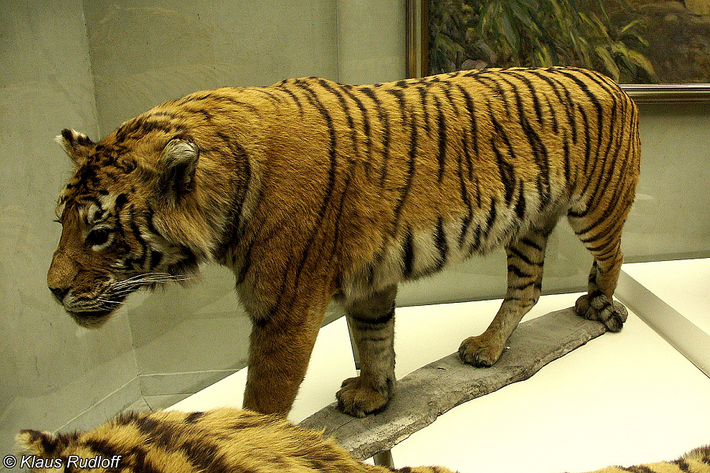 6. Hổ Caspian (Panthera tigris virgata): Tuyệt chủng từ năm 1970. Loài hổ lớn thứ ba thế giới, sống ở Iran, Iraq, Thổ Nhĩ Kỳ và các quốc gia Trung Á.