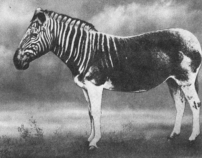 2. Lừa vằn Quagga (Equus quagga): Tuyệt chủng từ năm 1883. Là loài lai giữa lừa vằn và ngựa, từng sống ở Nam Phi. Lừa vằn hoang dã cuối cùng bị bắn vào khoảng năm 1870.