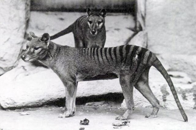 3. Hổ Tasmanian (Thylacinus cynocephalus): Tuyệt chủng từ năm 1936. Là loài thú ăn thịt lớn nhất thời hiện đại, từng tồn tại trên đảo Tasmania, Úc.