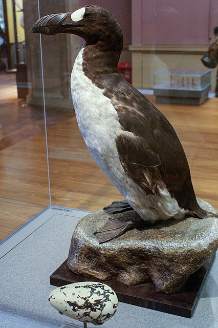 8. Chim rẽ lớn (Pinguinus impennis): Tuyệt chủng từ năm 1844. Loài chim không bay, sống ở vùng Đại Tây Dương, có bề ngoài giống chim cánh cụt.