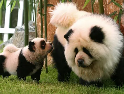 8. Chó gấu (Panda Dog): Chú chó lai giống Malta được nhuộm lông để trông giống gấu trúc bởi Kensuke Hirakawa. Mặc dù có tranh cãi về việc nhuộm lông, nhưng chú chó đã nổi tiếng với diện mạo mới.