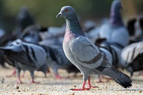 7. “Ngại khó, ngại khổ”: Chim bồ câu có khuynh hướng trì hoãn công việc khó khăn, ngay cả khi điều đó khiến chúng phải thực hiện những thứ còn khó hơn.