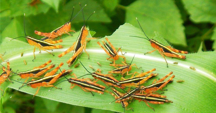 Châu chấu này xuất hiện và gây hại từ tháng 5 đến tháng 9 hàng năm.