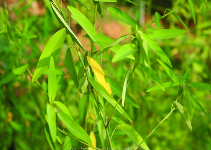 Cây khiêu vũ là một loại cây bụi nhiệt đới có thể trồng ở nhiều nơi do dễ chăm sóc.